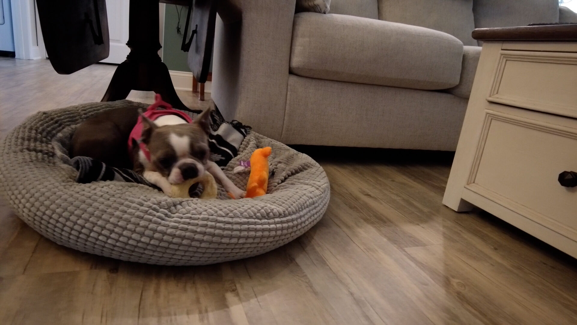 millie w toys.jpg